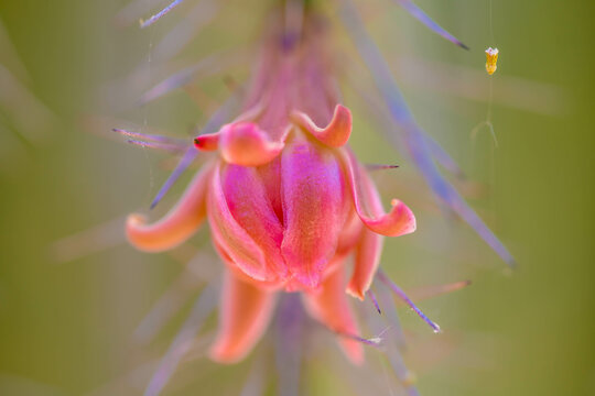 A flowering cactus in Tucson, Arizona