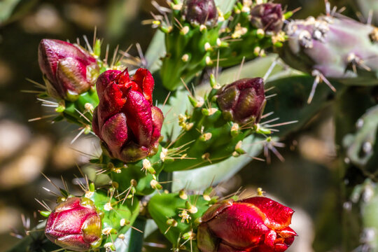 A flowering cactus in Tucson, Arizona