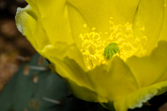 A flowering cactus in Tucson, Arizona