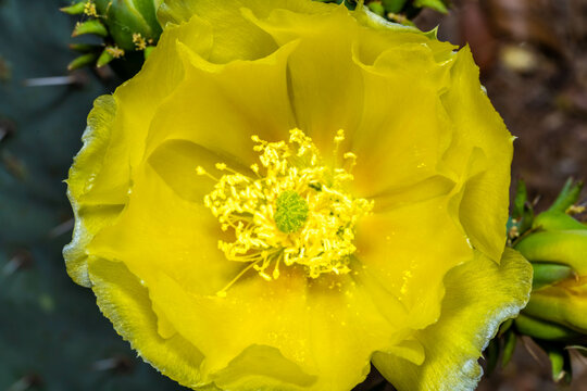 A flowering cactus in Tucson, Arizona