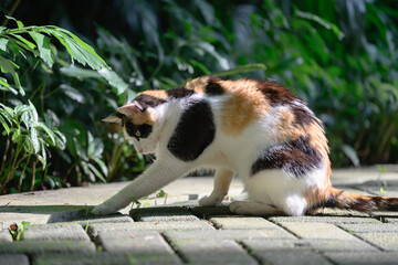 In the park, the cat extends its paw