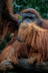 Portrait of the male Sumatran orangutan