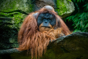 Portrait of the male Sumatran orangutan © Cavan