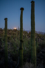 Strawberry Moon Rises Through Saguaros in Sabino Canyon
