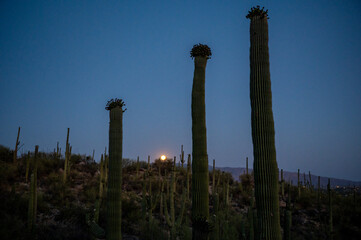 Strawberry Moon Over Saguaro Forest in Sabino Canyon
