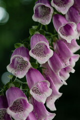 foxglove digitalis flowers in bloom