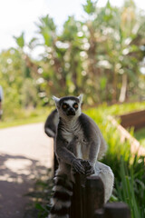 Ring-tailed lemur perched on zoo fence in natural light
