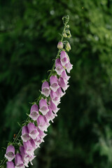 foxglove digitalis flowers in bloom © Cavan