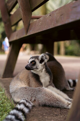 Lemur resting beneath wooden zoo bench