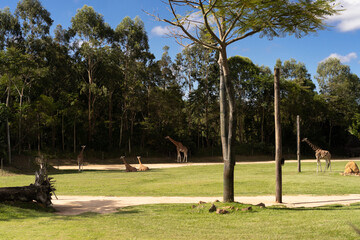 Obraz premium Giraffes roaming zoo savanna enclosure