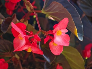 Pink begonias blooming in the garden.