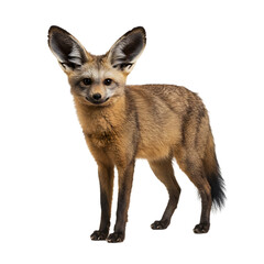 Fototapeta premium Bat-eared Fox: Wildlife Photography, African Animal Portrait