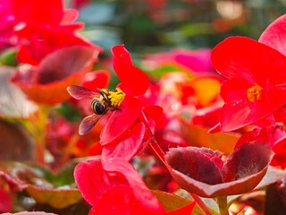 Bee pollinating red begonias flowers.