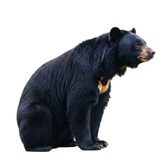 Fototapeta premium Asiatic Black Bear: Powerful Mammal Profile Picture