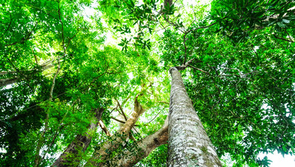 Looking up to the tall tropical tree trunk with green leaves of rainforest trees. From down to the treetop.Look at the tree from below for environment wallpaper, environment background.