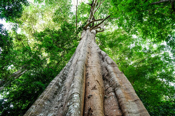 Looking up to the big and tall tropical tree trunk with green leaves of rainforest trees. From down...