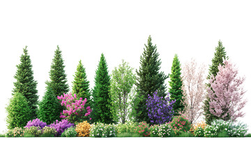 Fototapeta premium Tall evergreen trees with flowering bushes in between, isolated on transparent background.