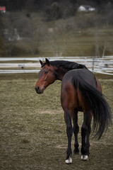 Obraz premium horse in the field