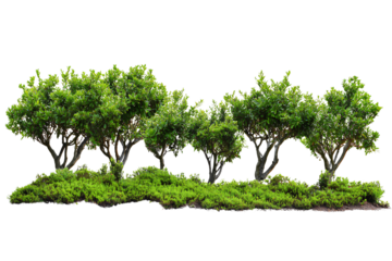 Curved row of young trees with scattered green shrubs, isolated on transparent background.