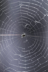 spider on web