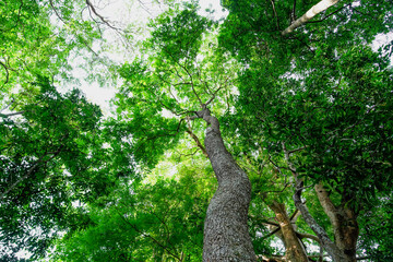 Branch of tree in forest with sunlight on sky background, leaf plant, beautiful pattern, ornamental plant, trees wallpaper, foliage green decoration, texture natural.