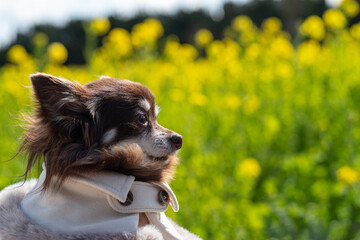 見つめる可愛い犬	
