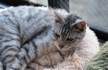 見つめる可愛い猫　サバトラ猫	