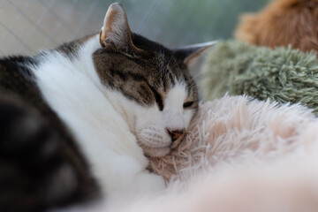 窓辺で眠る可愛い猫　キジトラ白	