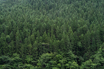 美しい青々した杉の森	