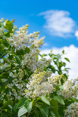 white and purple lilac, inflorescences on branches, summer day