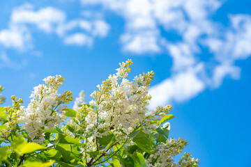 white and purple lilac, inflorescences on branches, summer day