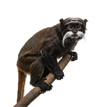 White-faced Saki Monkey: Rare Primate Wildlife Photography