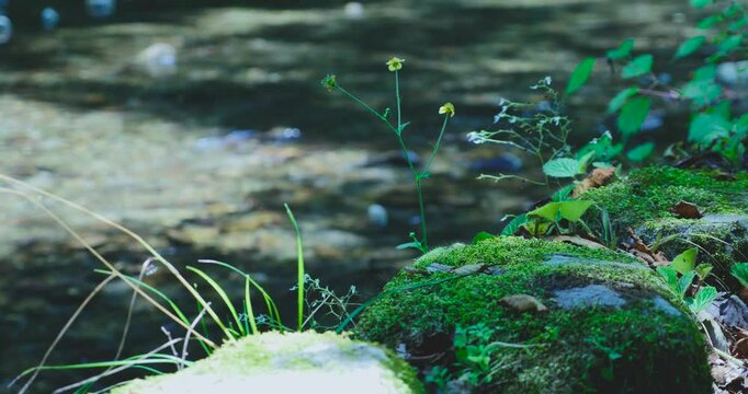 清流に咲く小さな花 養沢川 秋川渓谷