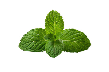 Fresh Mint Leaves Aromatic Herb for Culinary and Medicinal Uses