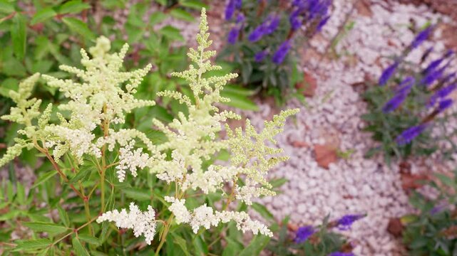 Persicaria Polymorpha Swaying in a Beautiful Herb Garden