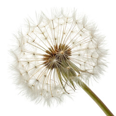 Dandelion seed head isolated on a clean white background for natural beauty and botanical design