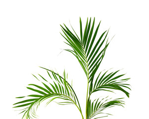 Palm leaves The green leaves of palm trees rests on white background