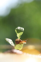 A snail moves slowly on a fresh morning dew-covered leaf, nature and environmental protection background
