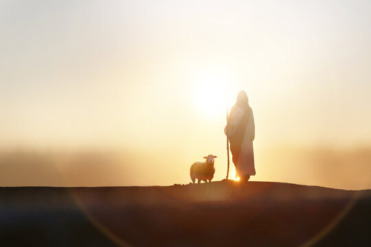 Shepherd Jesus Christ walking with sheep in wide meadow, silhouette with brilliant sun sunset, Jesus and sheep background
