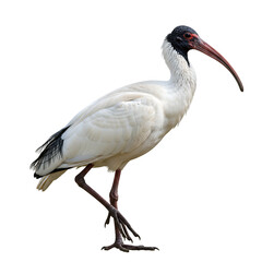 Obraz premium African Sacred Ibis: Bird Photography, Wildlife, Nature, Avian, Exotic Bird