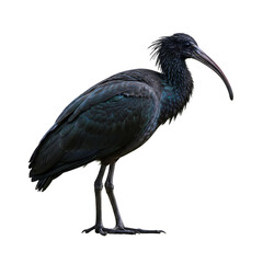 Fototapeta premium Black Ibis: A Striking Bird Portrait