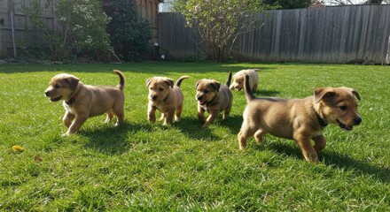 Five playful puppies in a yard