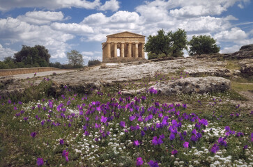 Harmony of Nature and Ancient Architecture at Concordia Temple in Sicily, Agrigento, Sicily, Italy