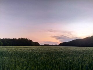 field with ears of wheat, trees and bright evening sky in the background