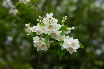 Jaśmin, jasmine