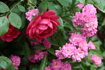 colorful pretty roses blossoming in a garden close up 
