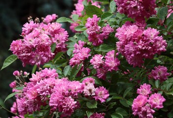 colorful pretty roses blossoming in a garden close up 