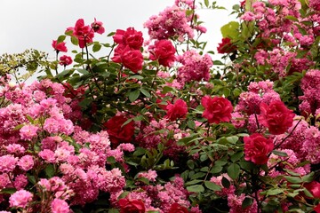 Fototapeta premium colorful pretty roses blossoming in a garden close up 