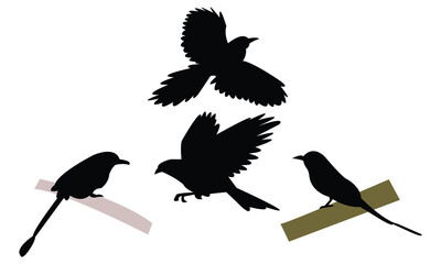 Amazonian motmot bird Silhouette Design  And Vector Illustration. 
