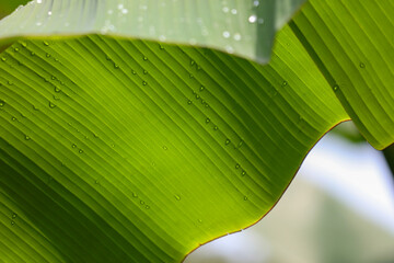 A leaf with water droplets on it